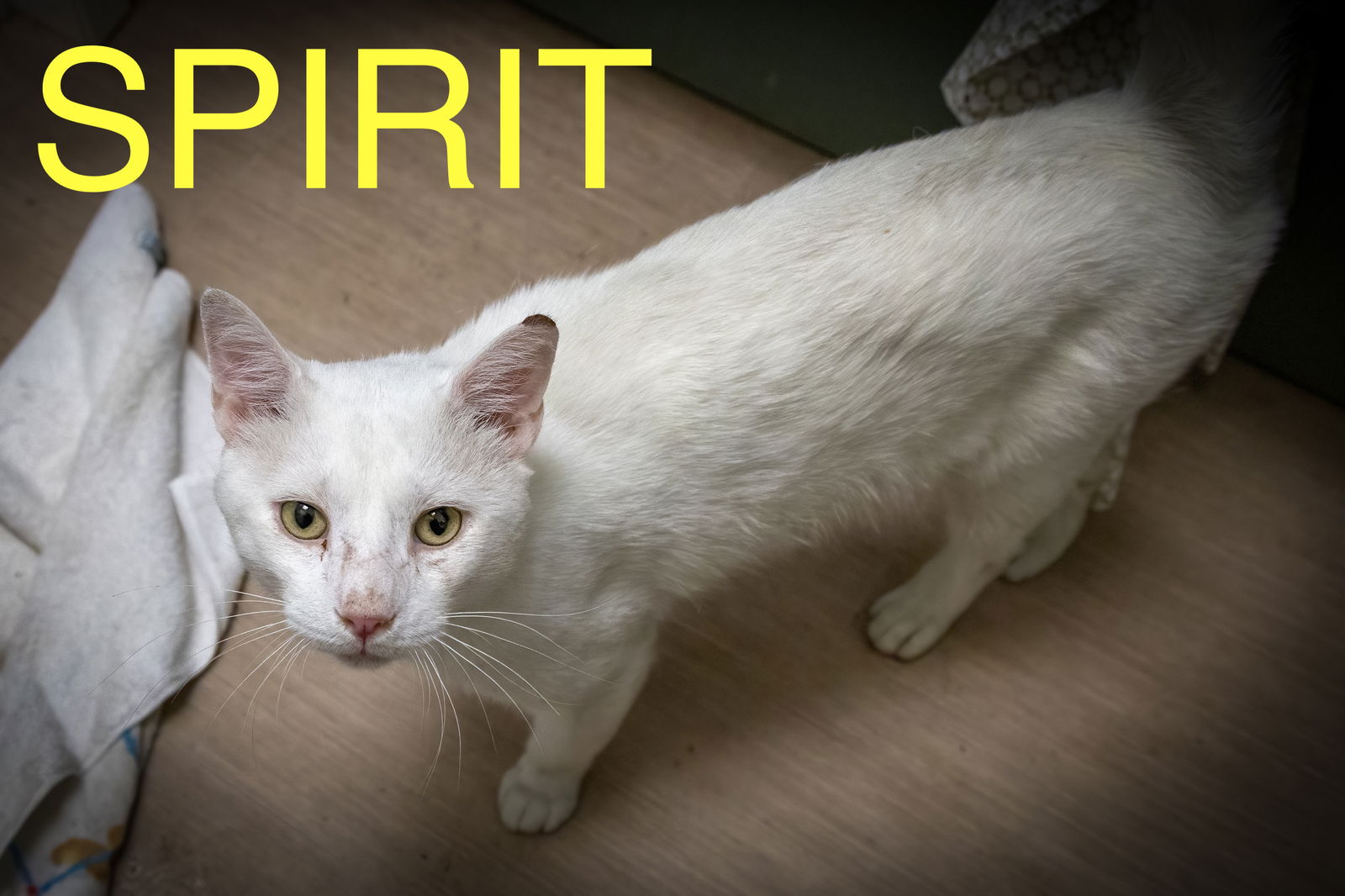 adoptable Cat in Marcus Hook, PA named Spirit (FCID# 06/23/2025 - 15 Trainer)