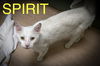 adoptable Cat in Marcus Hook, PA named Spirit (FCID# 06/23/2025 - 15 Trainer)
