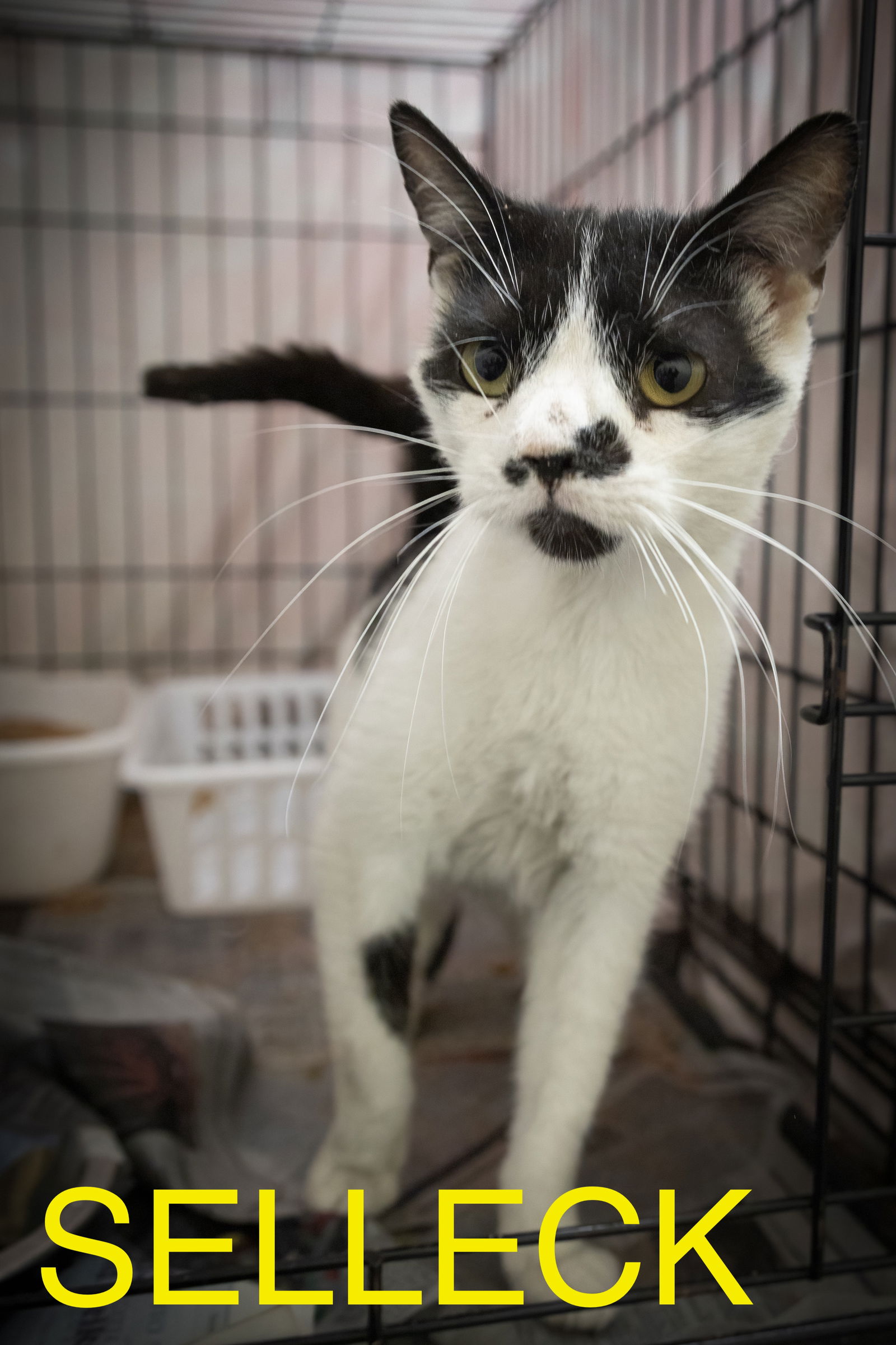 adoptable Cat in Marcus Hook, PA named Selleck (FCID# 06/23/2025 - 13 Trainer) C