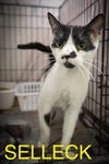 adoptable Cat in Marcus Hook, PA named Selleck (FCID# 06/23/2025 - 13 Trainer) C