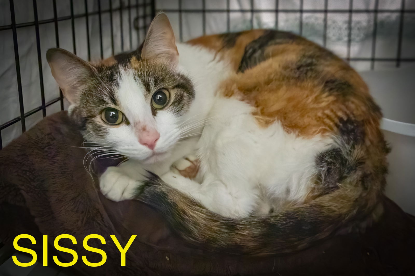 adoptable Cat in Marcus Hook, PA named Sissy (FCID# 06/26/2025 - 56 Trainer)