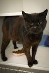 adoptable Cat in  named Ivy (FCID# 06/21/2025 - 501 Trainer)