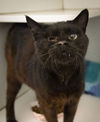 adoptable Cat in  named Ivy (FCID# 06/21/2025 - 501 Trainer) C
