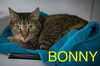 adoptable Cat in Marcus Hook, PA named Bonny (FCID# 06/21/2025 - 503 Trainer)