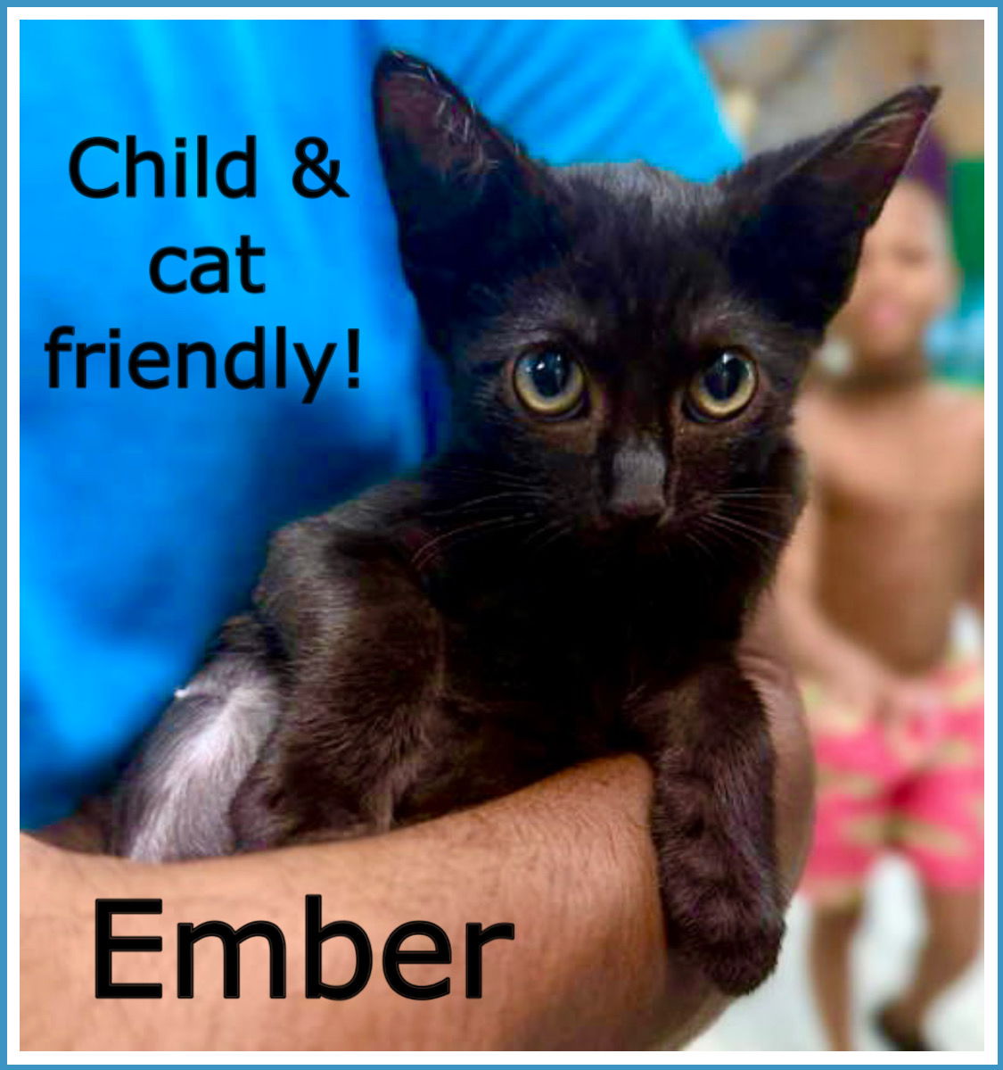 adoptable Cat in Willow Grove, PA named Ember, Willow Grove Area, (FCID 06/17/2025-144