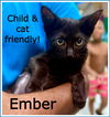 adoptable Cat in willow grove, PA named Ember, Willow Grove Area, (FCID 06/17/2025-144
