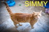 adoptable Cat in Marcus Hook, PA named Simmy (FCID# 06/18/2025 - 41 Trainer)