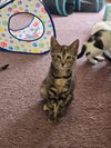 adoptable Cat in willow grove, PA named Dolly, Willow Grove Area, (FCID 06/24/2025-119)