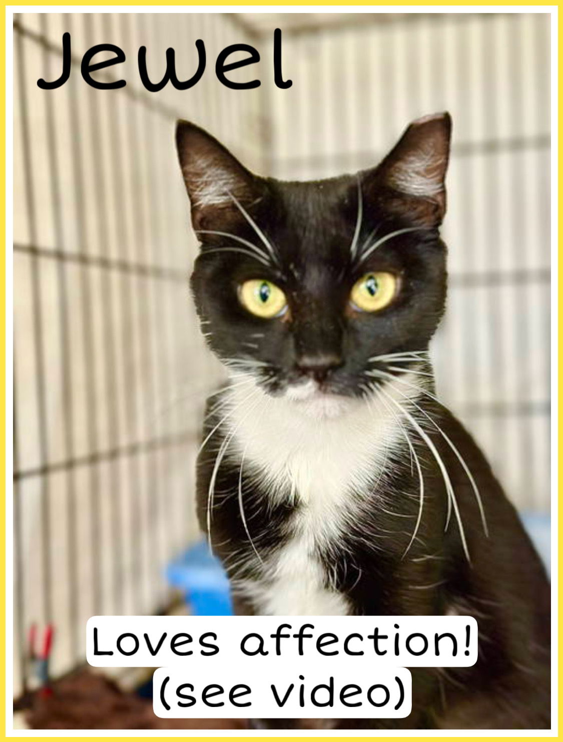 adoptable Cat in Willow Grove, PA named Jewel, Willow Grove PA FCID# 06/10/2025-137