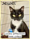adoptable Cat in  named Jewel, Willow Grove PA FCID# 06/10/2025-137