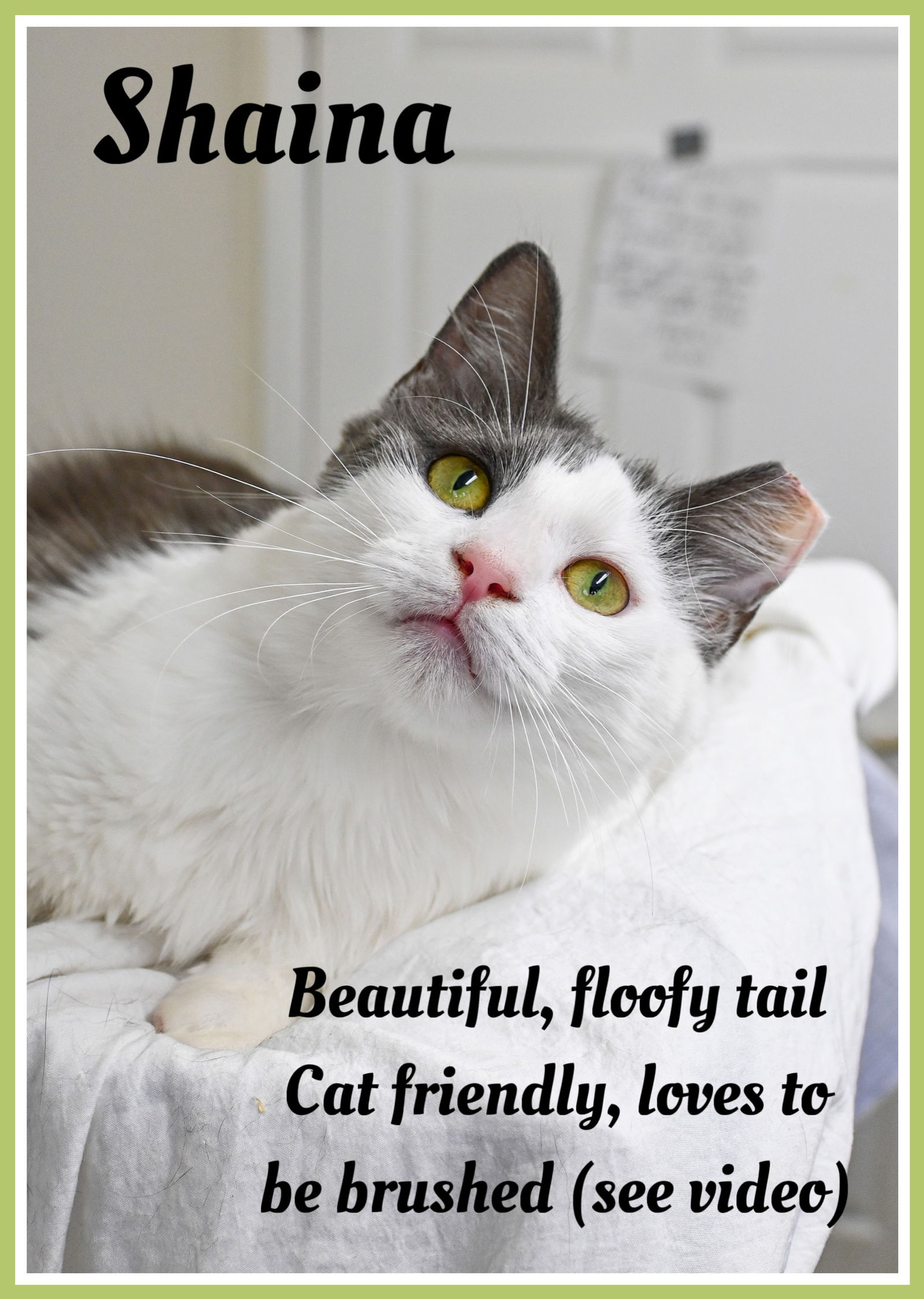 adoptable Cat in Jenkintown, PA named Shaina: DMH, Jenkintown PS (FCID#06/17/2025-148)