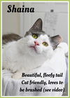 adoptable Cat in  named Shaina: DMH, Jenkintown PS (FCID#06/17/2025-148)