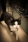 adoptable Cat in Marcus Hook, PA named Boris (FCID# 06/25/2025 - 46 Trainer)