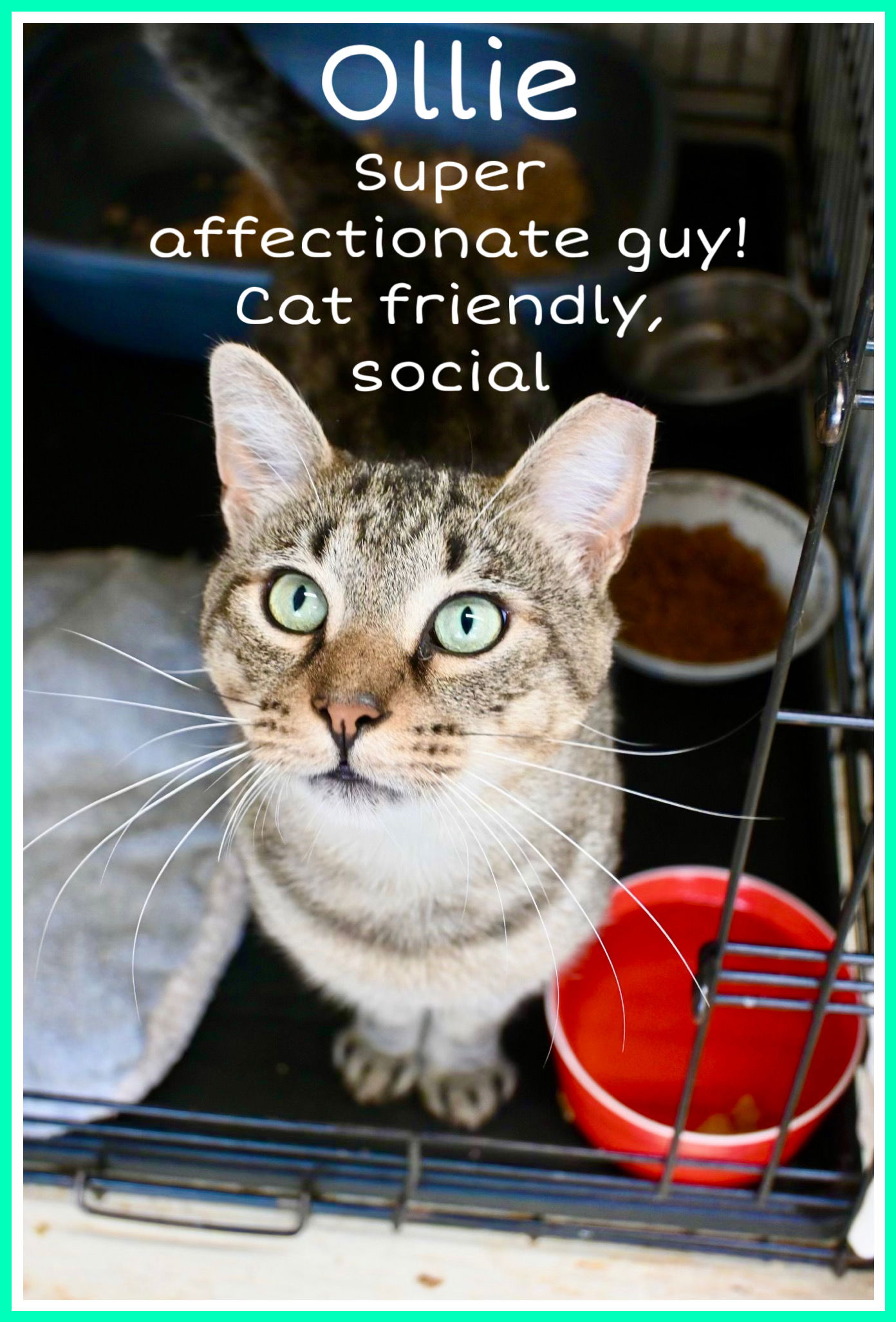 adoptable Cat in Willow Grove, PA named Ollie, Willow Grove PA 05/30/2025-115