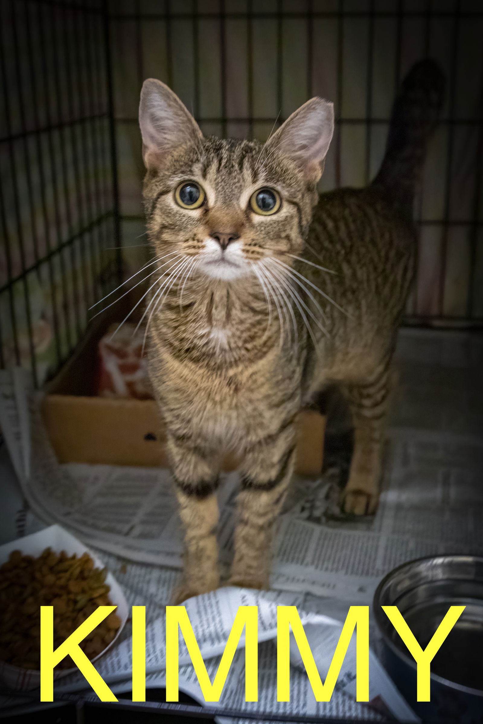 adoptable Cat in Marcus Hook, PA named Kimmy (FCID# 04/30/2025 - 540 Trainer)