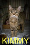 adoptable Cat in Marcus Hook, PA named Kimmy (FCID# 04/30/2025 - 540 Trainer)