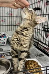 adoptable Cat in Marcus Hook, PA named Marny (FCID# 06/24/2025 - 556 Trainer)