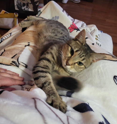 MARNY (FCID# 06/24/2025 - 556) C - Tabby available for adoption