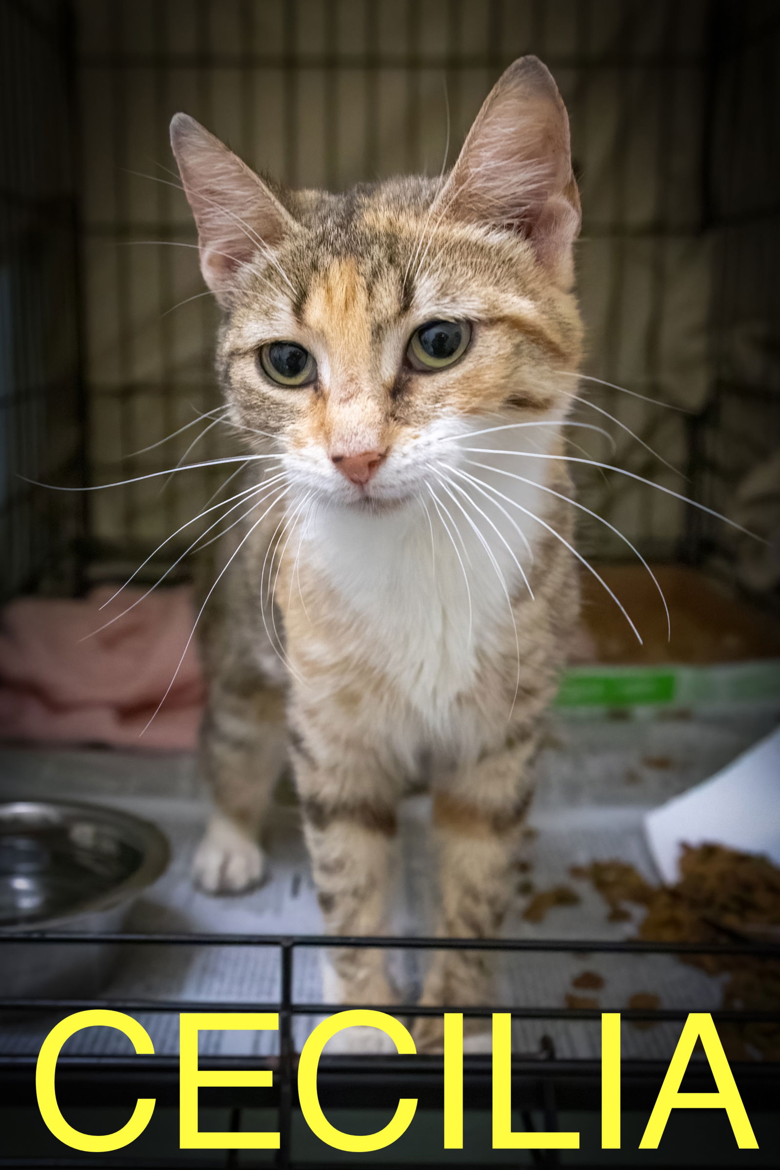 adoptable Cat in Marcus Hook, PA named Cecilia (FCID# 06/24/2025 - 555 Trainer)