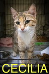 adoptable Cat in Marcus Hook, PA named Cecilia (FCID# 06/24/2025 - 555 Trainer)