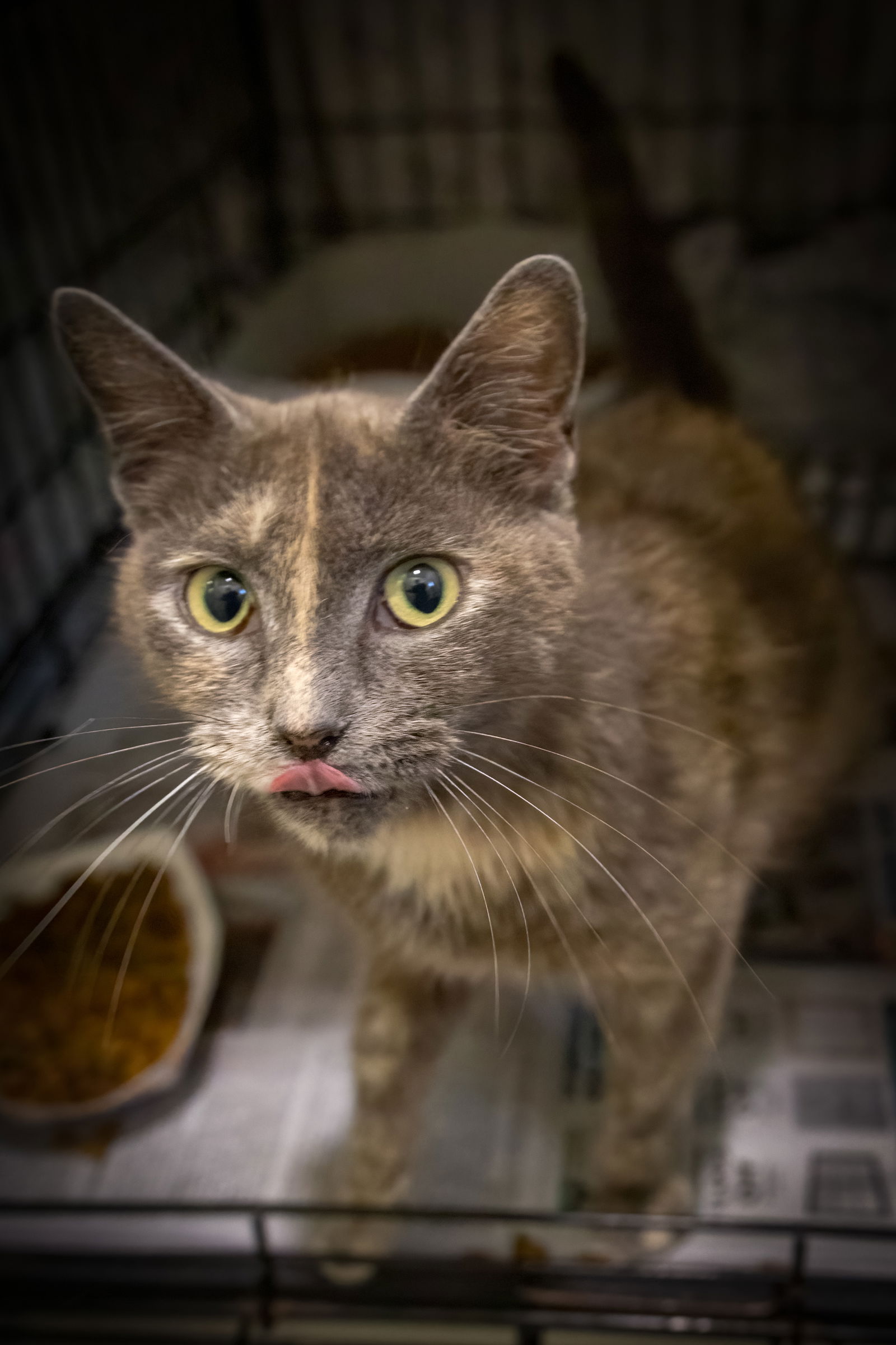 adoptable Cat in Marcus Hook, PA named Precious (FCID# 06/24/2025 - 141 Trainer)