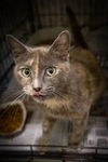 adoptable Cat in  named Precious (FCID# 06/24/2025 - 141 Trainer)