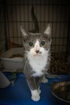 adoptable Cat in Marcus Hook, PA named Bliss (FCID# 06/25/2025 - 58 Trainer)