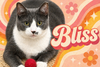 Bliss (FCID# 06/25/2025 - 58) KDC - Photo 1