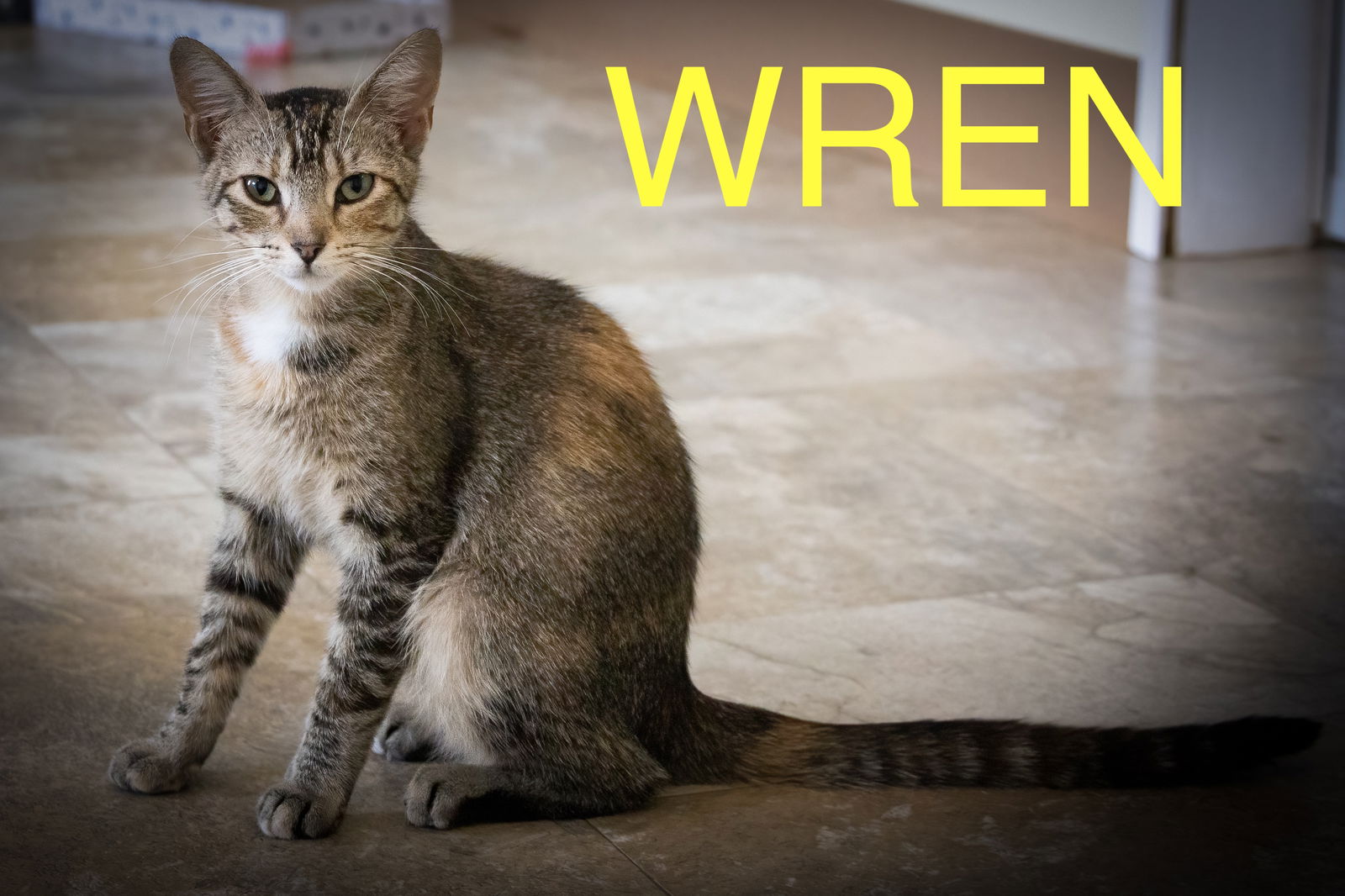 adoptable Cat in Marcus Hook, PA named Wren (FCID# 06/24/2025 - 150 Trainer)