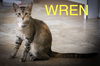 adoptable Cat in Marcus Hook, PA named Wren (FCID# 06/24/2025 - 150 Trainer)