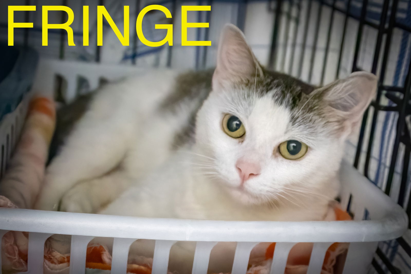 adoptable Cat in Marcus Hook, PA named Fringe (FCID# 06/25/2025 - 42 Trainer)