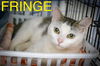 adoptable Cat in  named Fringe (FCID# 06/25/2025 - 42 Trainer)