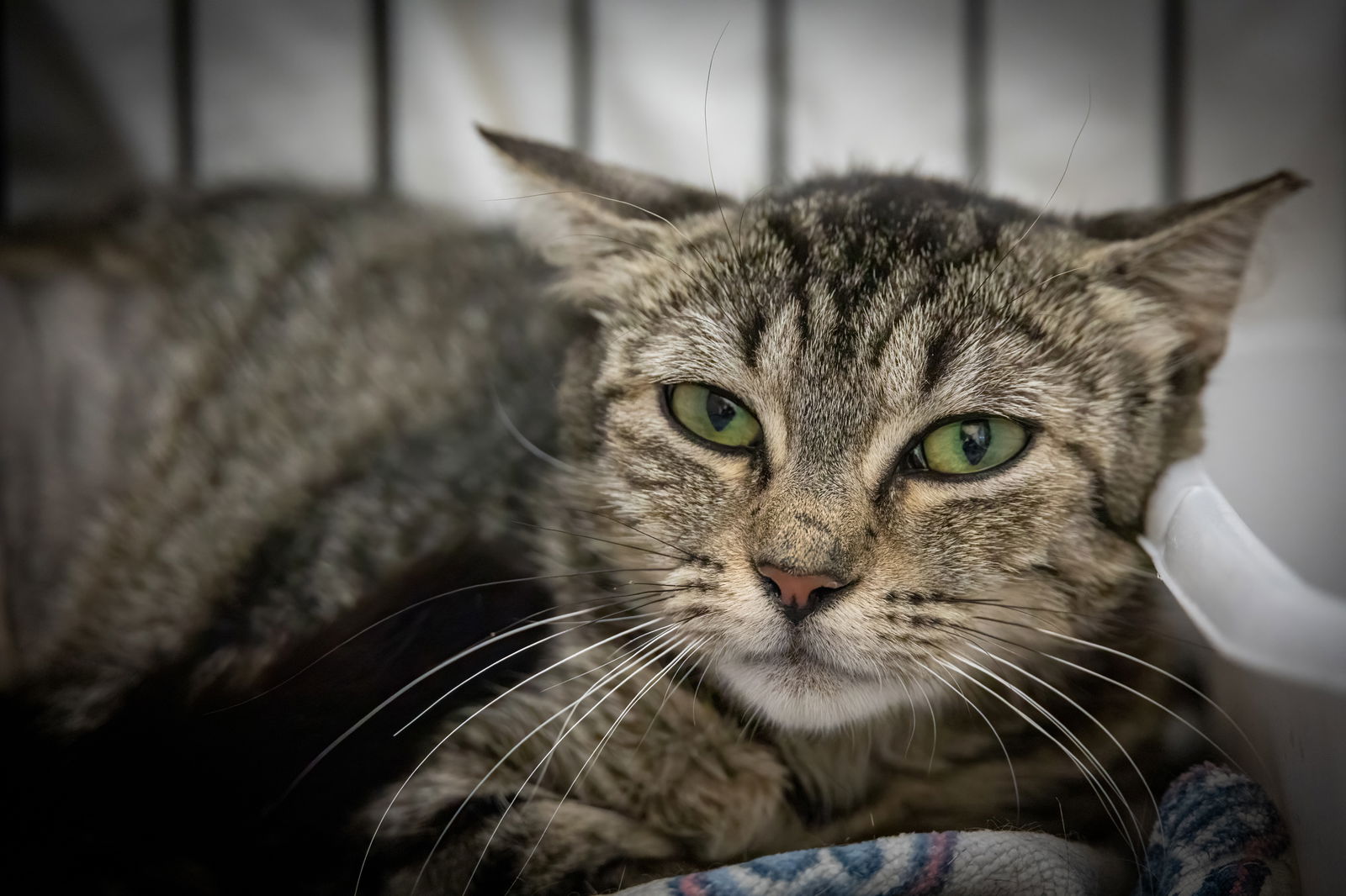adoptable Cat in Marcus Hook, PA named Sparkle (FCID# 06/25/2025 - 41 Trainer)