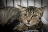 adoptable Cat in Marcus Hook, PA named Sparkle (FCID# 06/25/2025 - 41 Trainer)