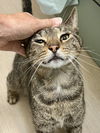 adoptable Cat in Marcus Hook, PA named Leo (FCID# 06/26/2025 - 52 Trainer)