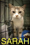 adoptable Cat in Marcus Hook, PA named Sarah: blue eyes (FCID# 06/26/2025 - 34 Trainer)