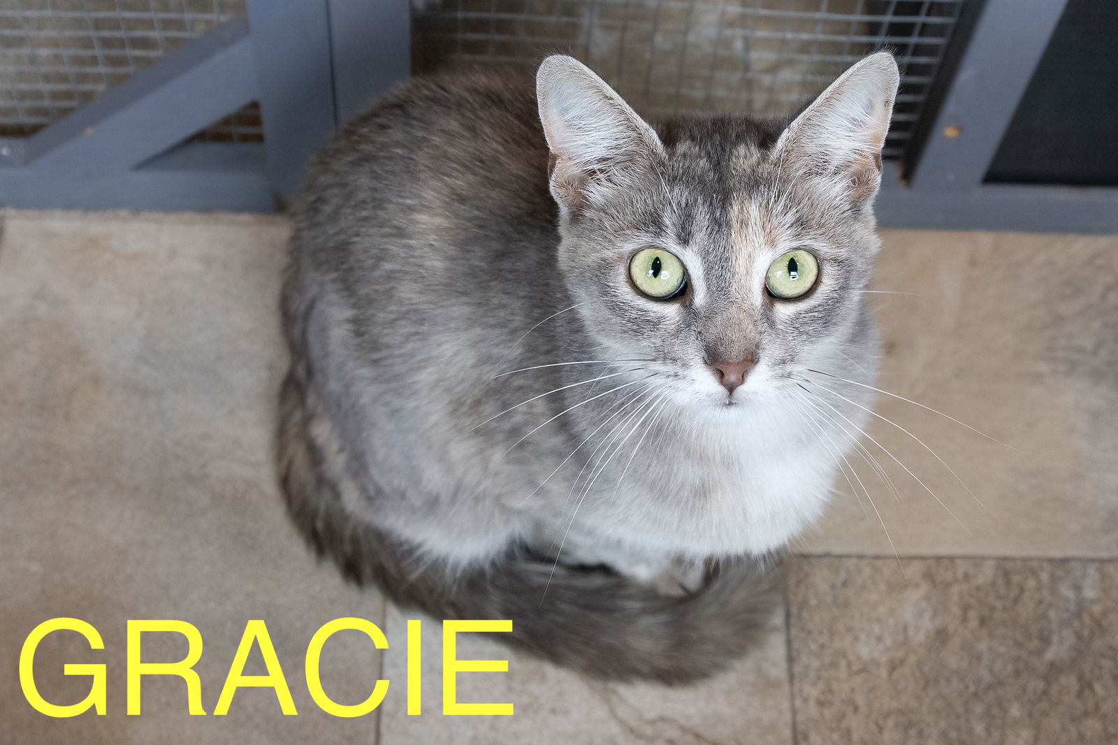 adoptable Cat in Wilmington, DE named Gracie (FCID# 06/24/2025 - 145 Trainer)