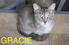 adoptable Cat in  named Gracie (FCID# 06/24/2025 - 145 Trainer)