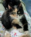 adoptable Cat in  named Saguaro (FCID# 07/10/2025-41 Christiana PS)