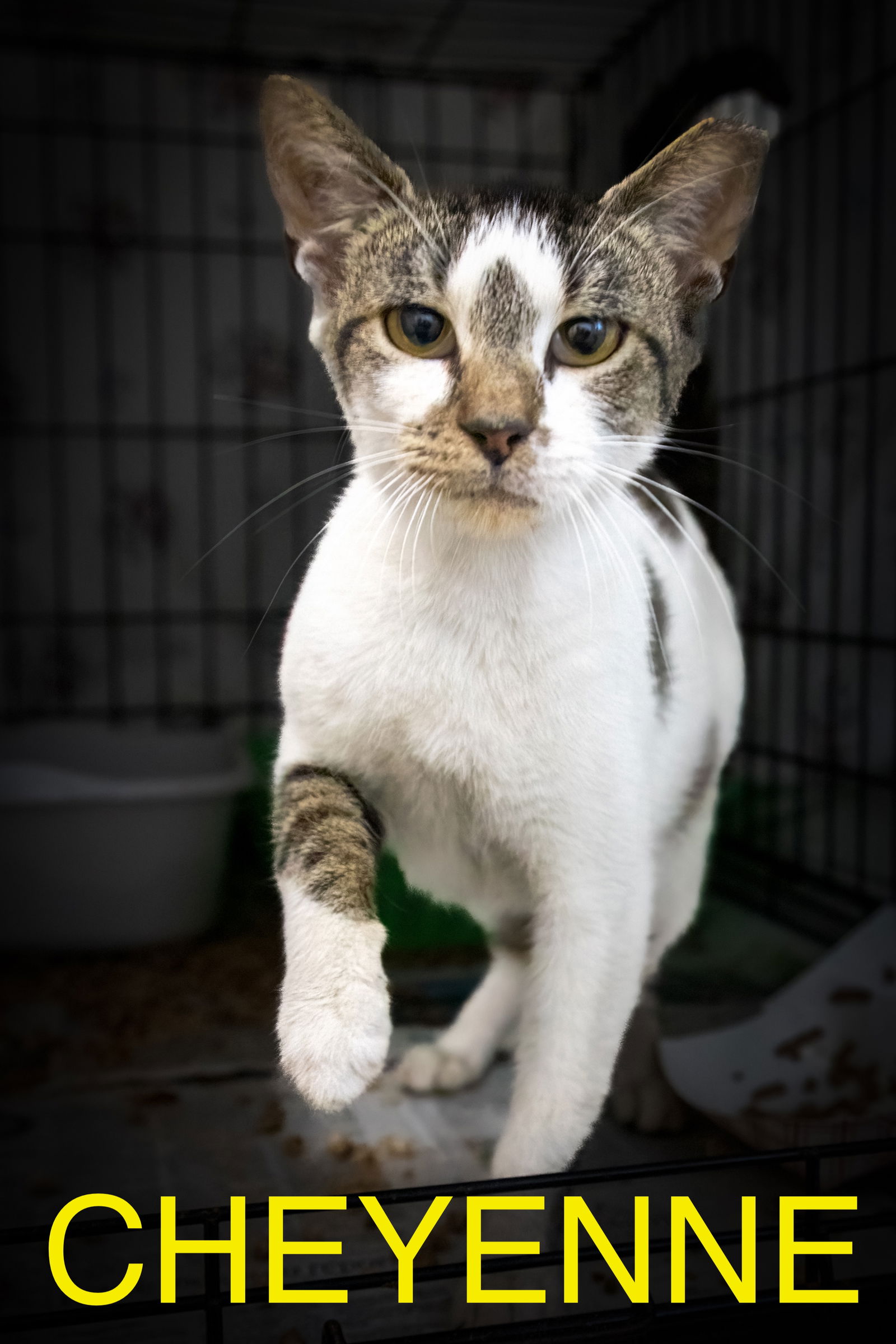 adoptable Cat in Marcus Hook, PA named Cheyenne (FCID# 06/30/2025 - 36 Trainer)