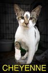 adoptable Cat in  named Cheyenne (FCID# 06/30/2025 - 36 Trainer)