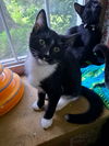 adoptable Cat in willow grove, PA named Dexter, Willow Grove Area, (FCID 06/09/2025-153)