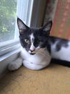 adoptable Cat in willow grove, PA named Duncan, Willow Grove Area, (FCID 06/09/2025-152)