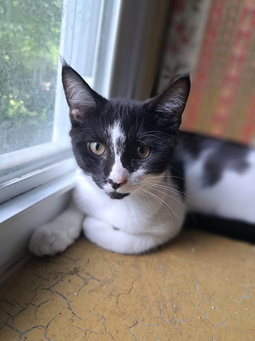 DUNCAN, WILLOW GROVE AREA, (FCID 06/09/2025-152) - Domestic Short Hair available for adoption