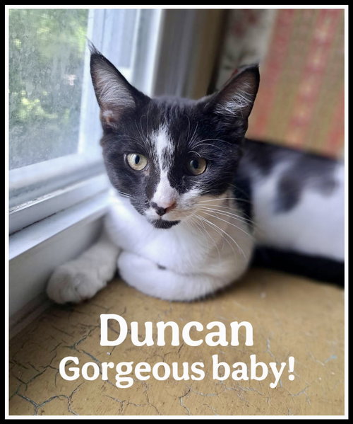 DUNCAN, WILLOW GROVE AREA, (FCID 06/09/2025-152) - Domestic Short Hair available for adoption