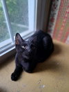 Danny, Willow Grove PA Area (FCID 06/09/2025-151) - Photo 2