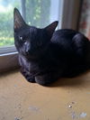 adoptable Cat in willow grove, PA named Danny, Willow Grove Area, (FCID 06/09/2025-151)