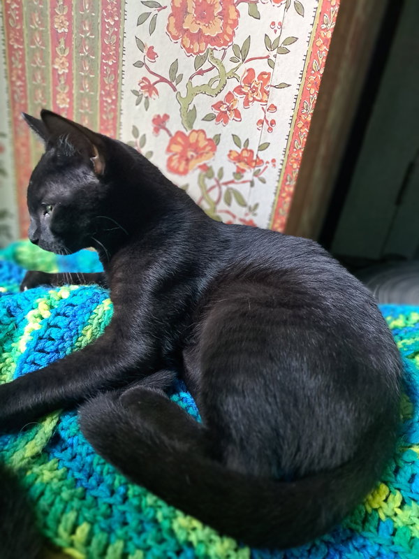 Danny, Willow Grove PA Area (FCID 06/09/2025-151)