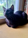 Danny, Willow Grove PA Area (FCID 06/09/2025-151) - Photo 3