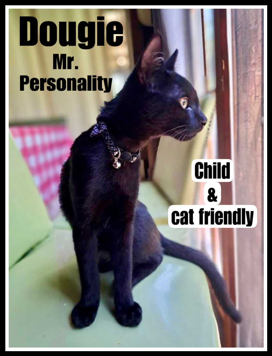 adoptable Cat in Willow Grove, PA named Dougie, Willow Grove Area, (FCID 06/10/2025-101)